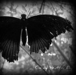 Errana : Gray Butterfly